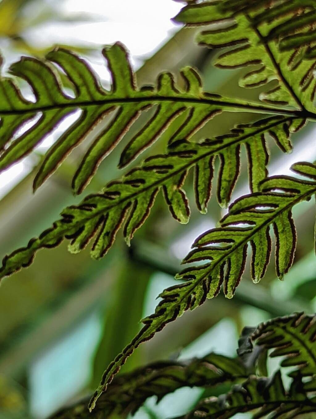 Pteris Greville'a 2