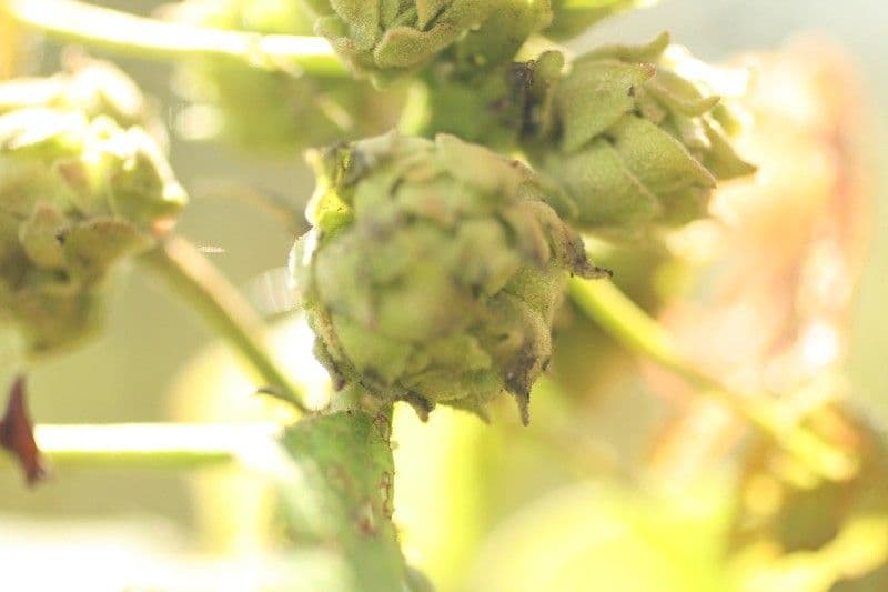 Dombeya 3
