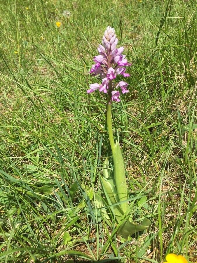 Orchidea militare 8