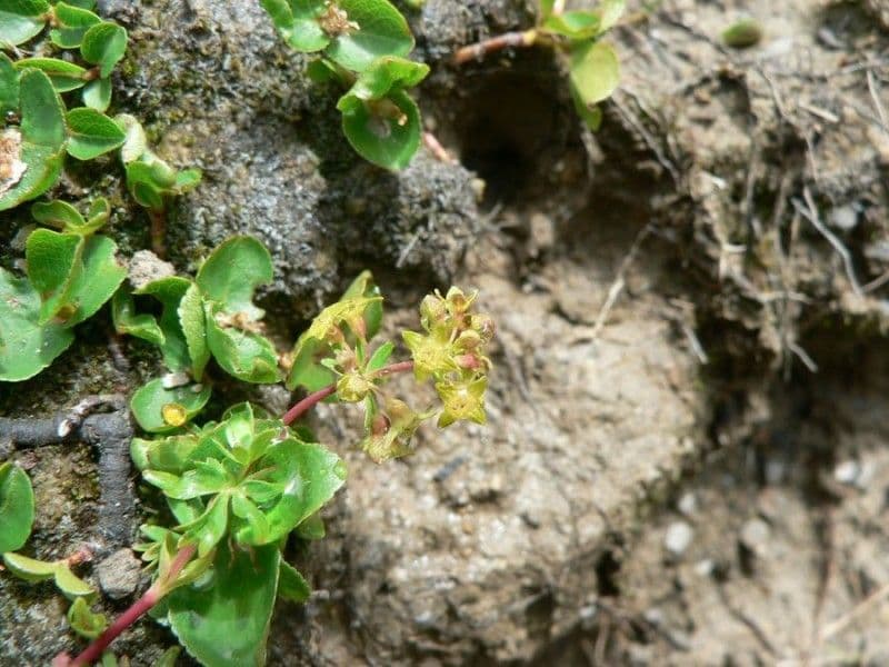Alchemilla pentafilla 3