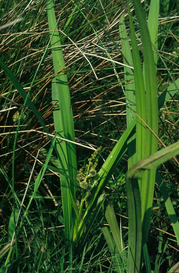 Platanaria 22