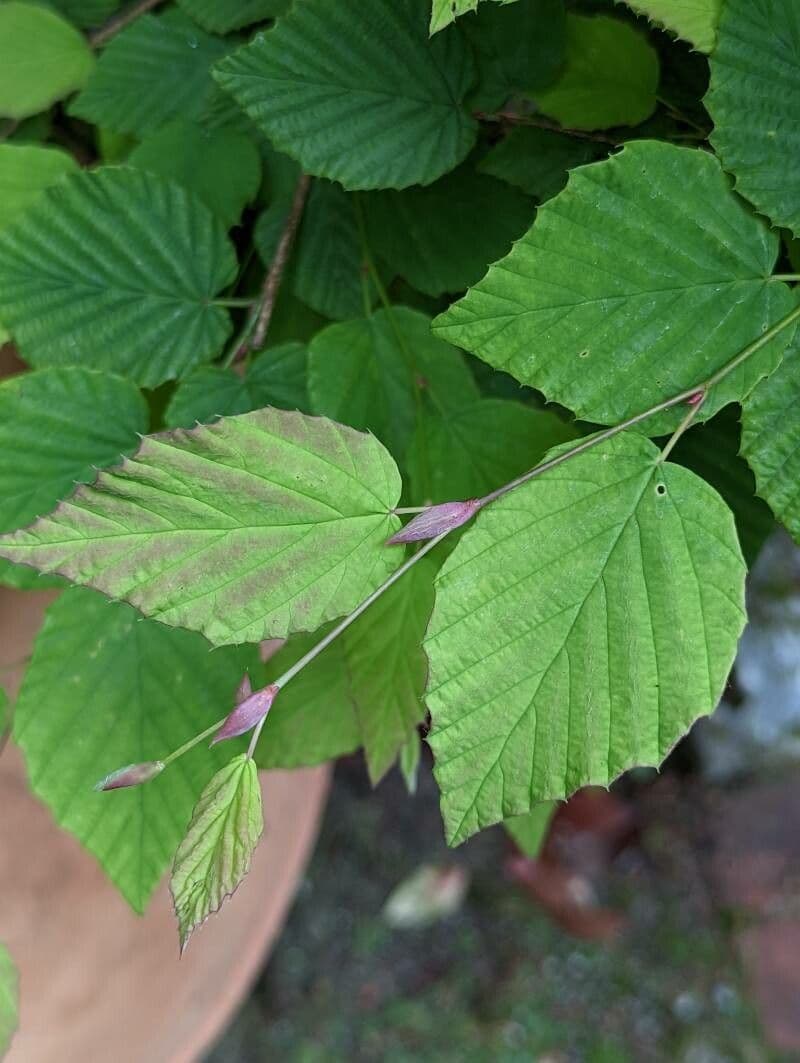 Corylopsis 12