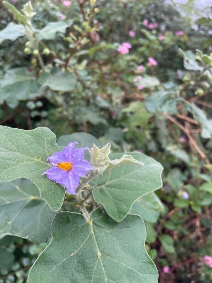 Solanum 18