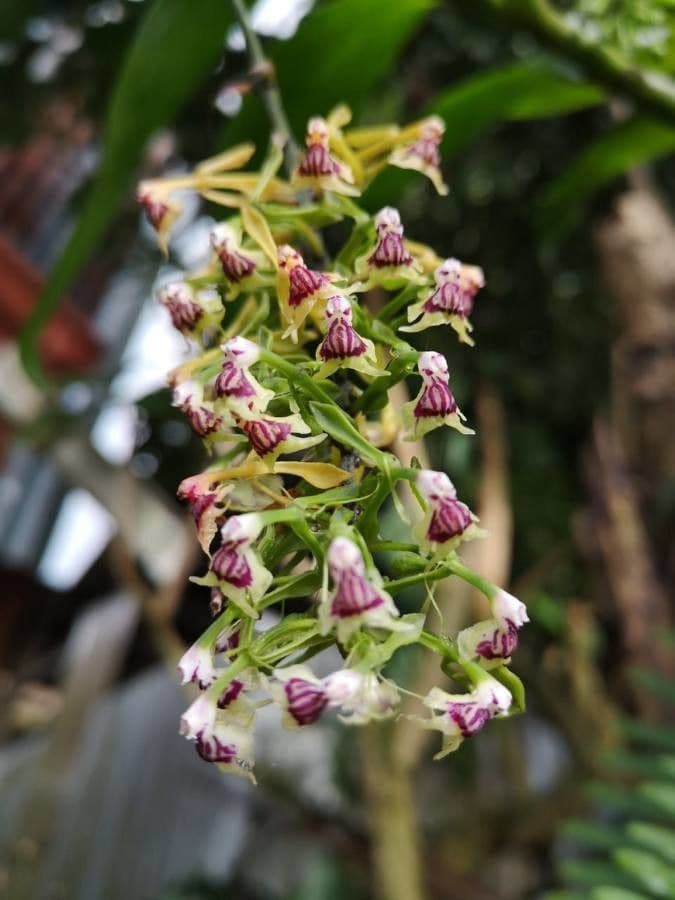 Epidendrum 2
