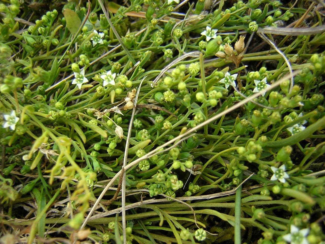 Bastard toadflax 26