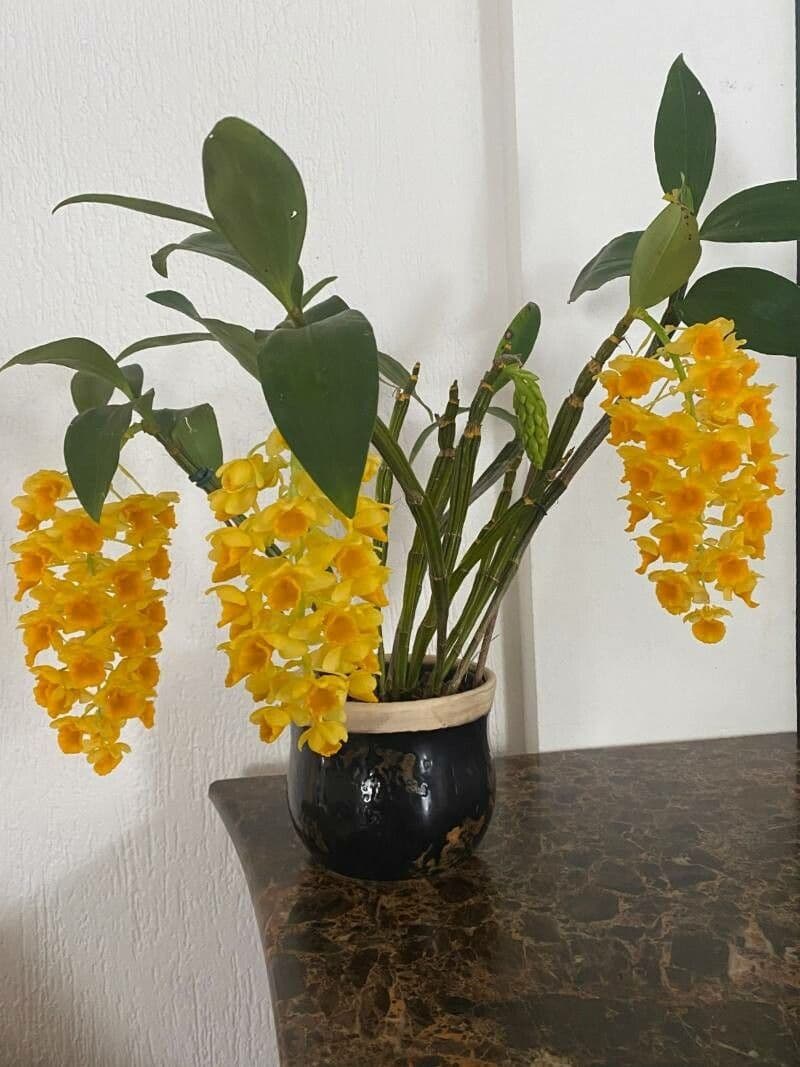 Dendrobium 4