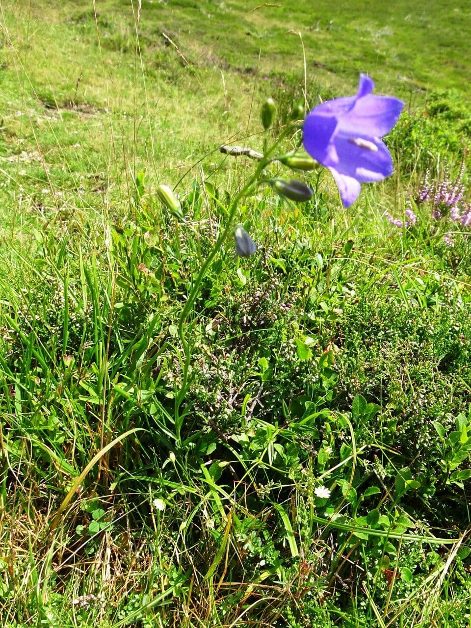 Campanilla 15