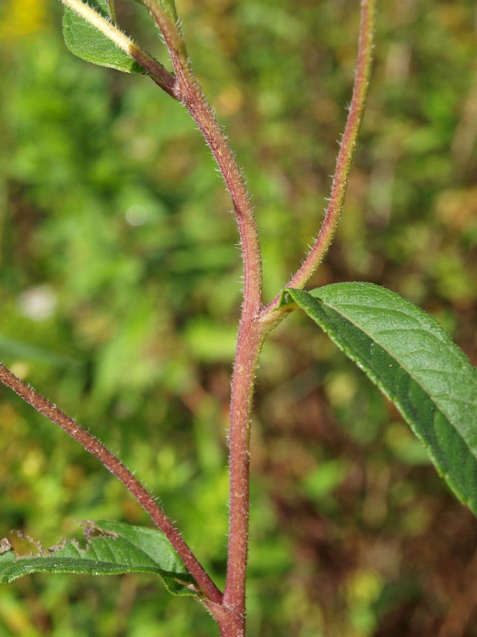 Tournesol géant 20