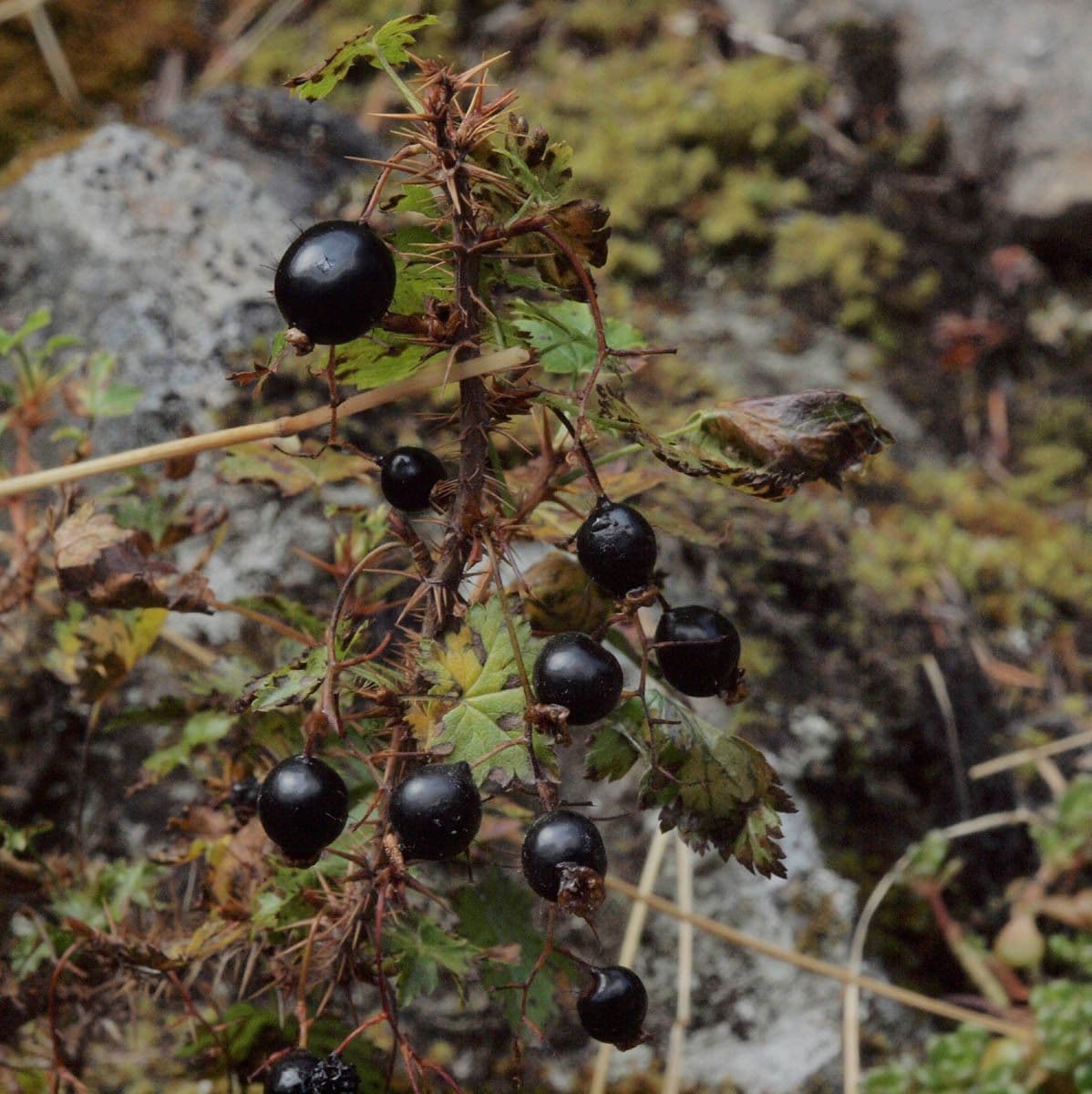 Ribes lacustre 2