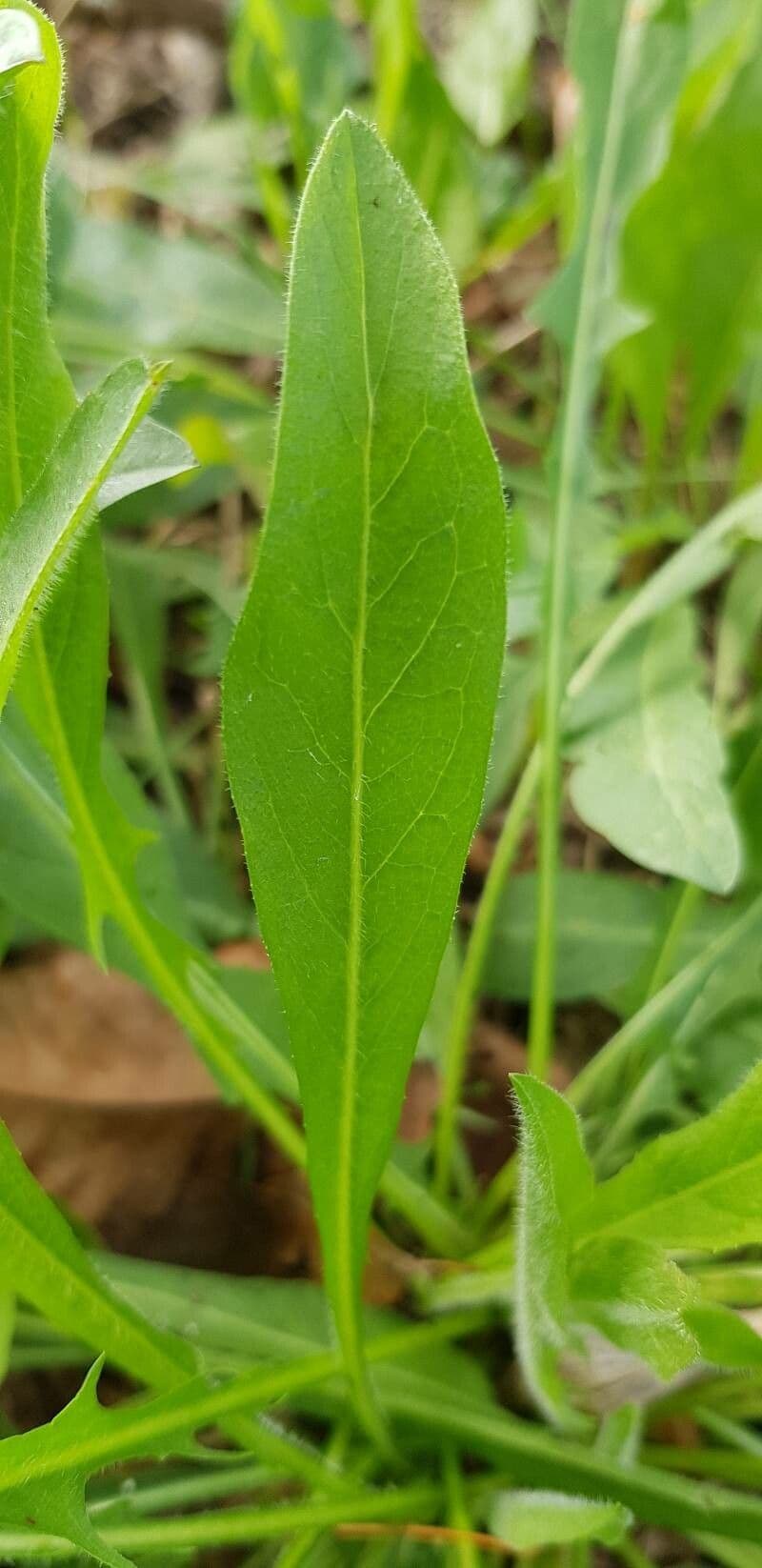 Willemetia stipitata 14