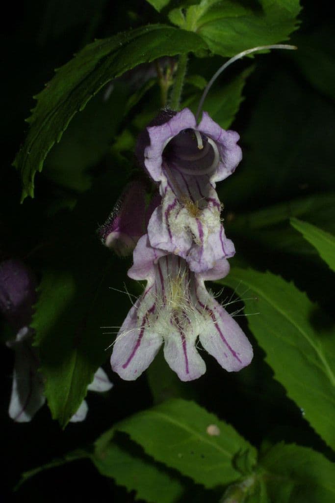 Penstemon 5