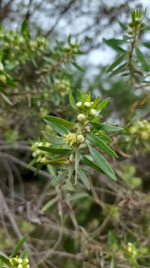 Baccharis dracunculifolia 4