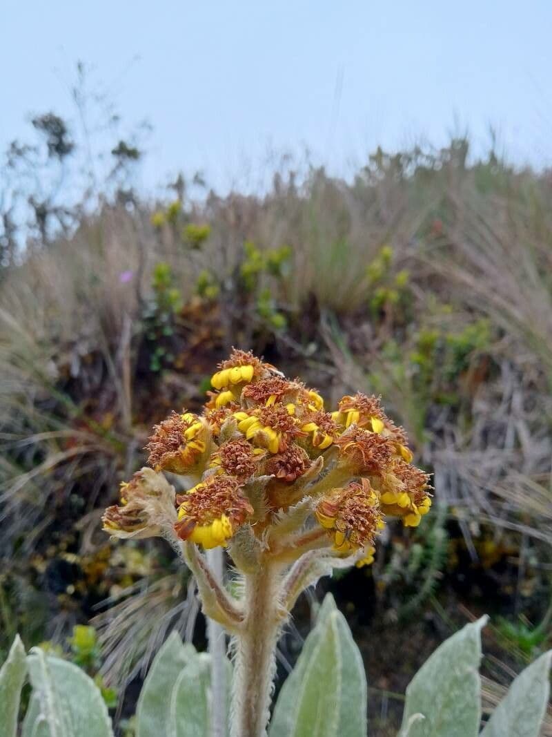 Espeletiopsis 4