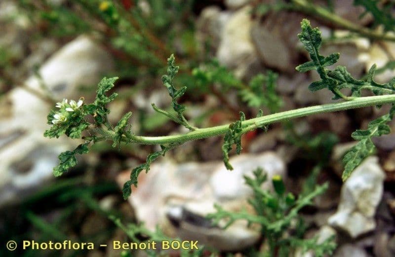 Erucastrum supinum 10