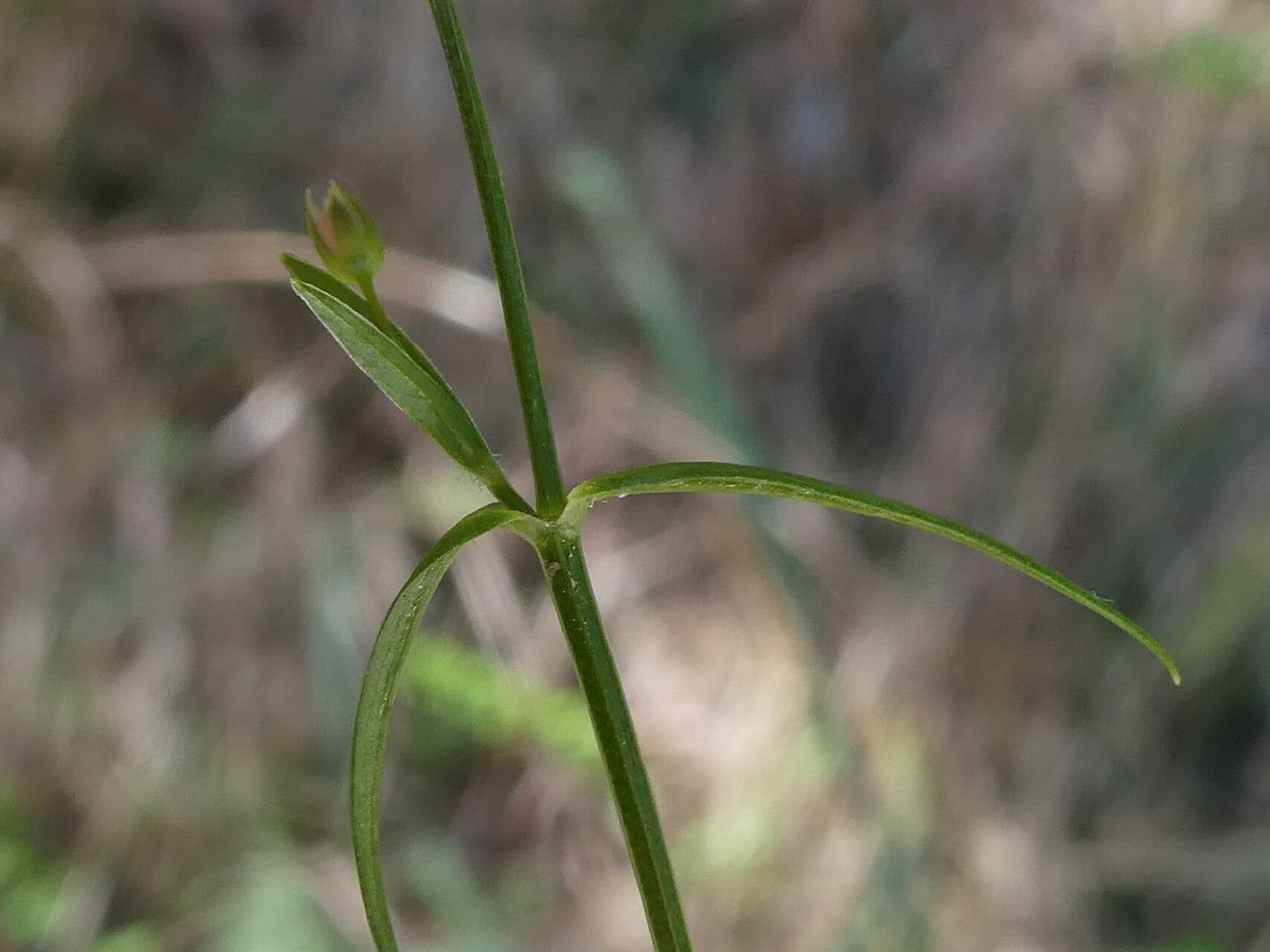 Estelaria 18