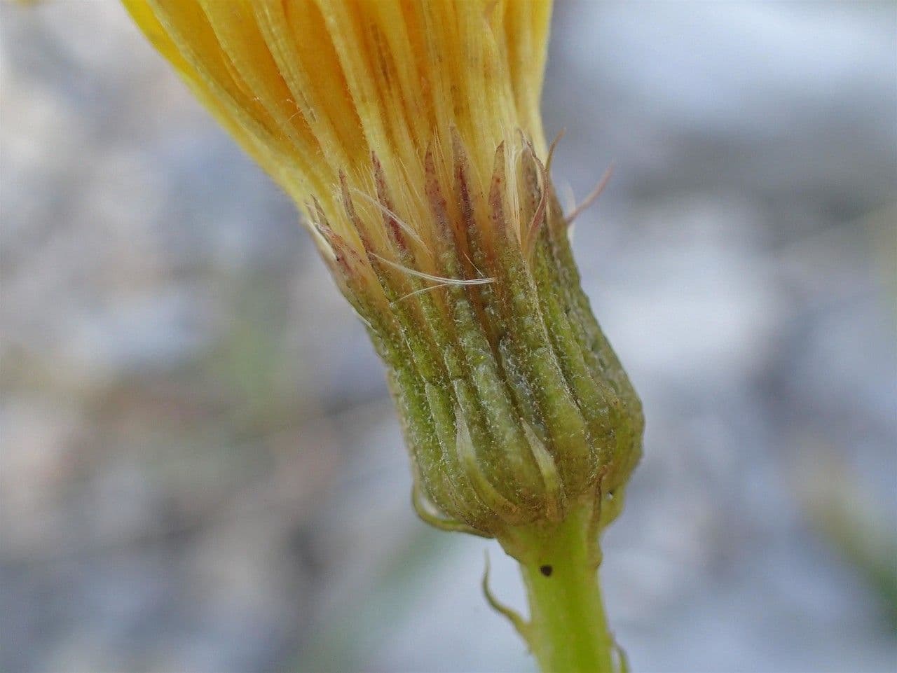 Staticeblättrige Tolpis 23
