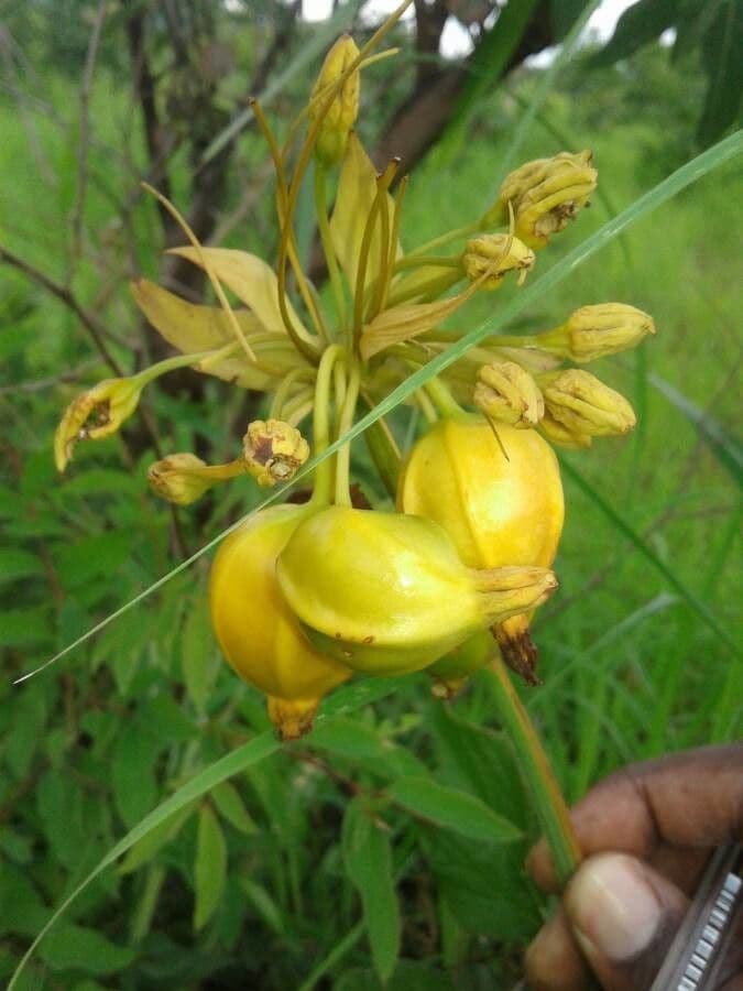 Východoindický arrowroot 4