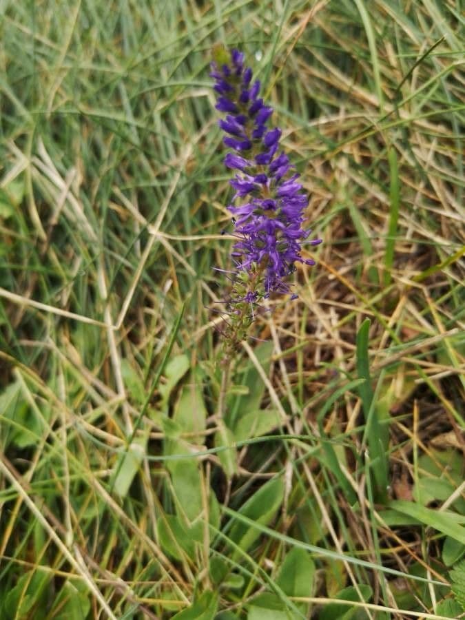 Veronica spigata 7
