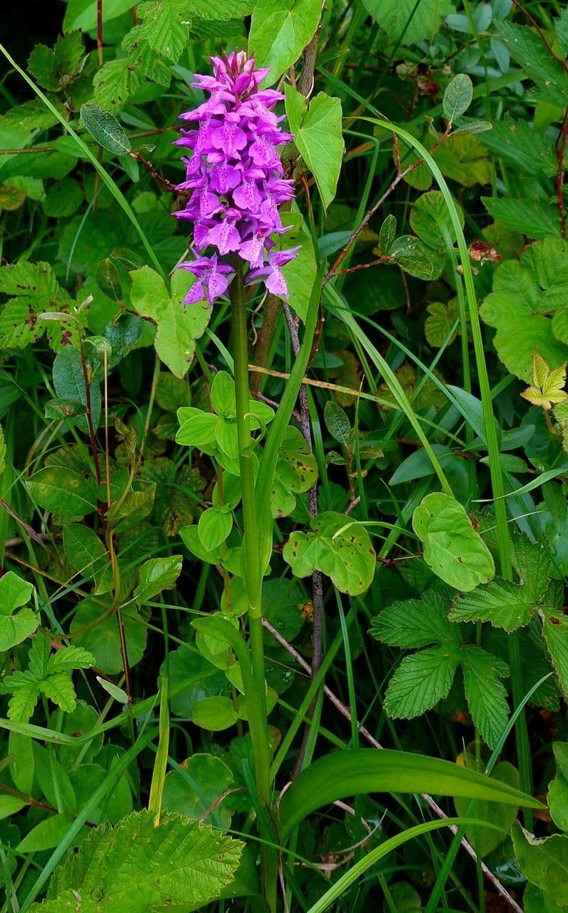 Orchis négligé 12