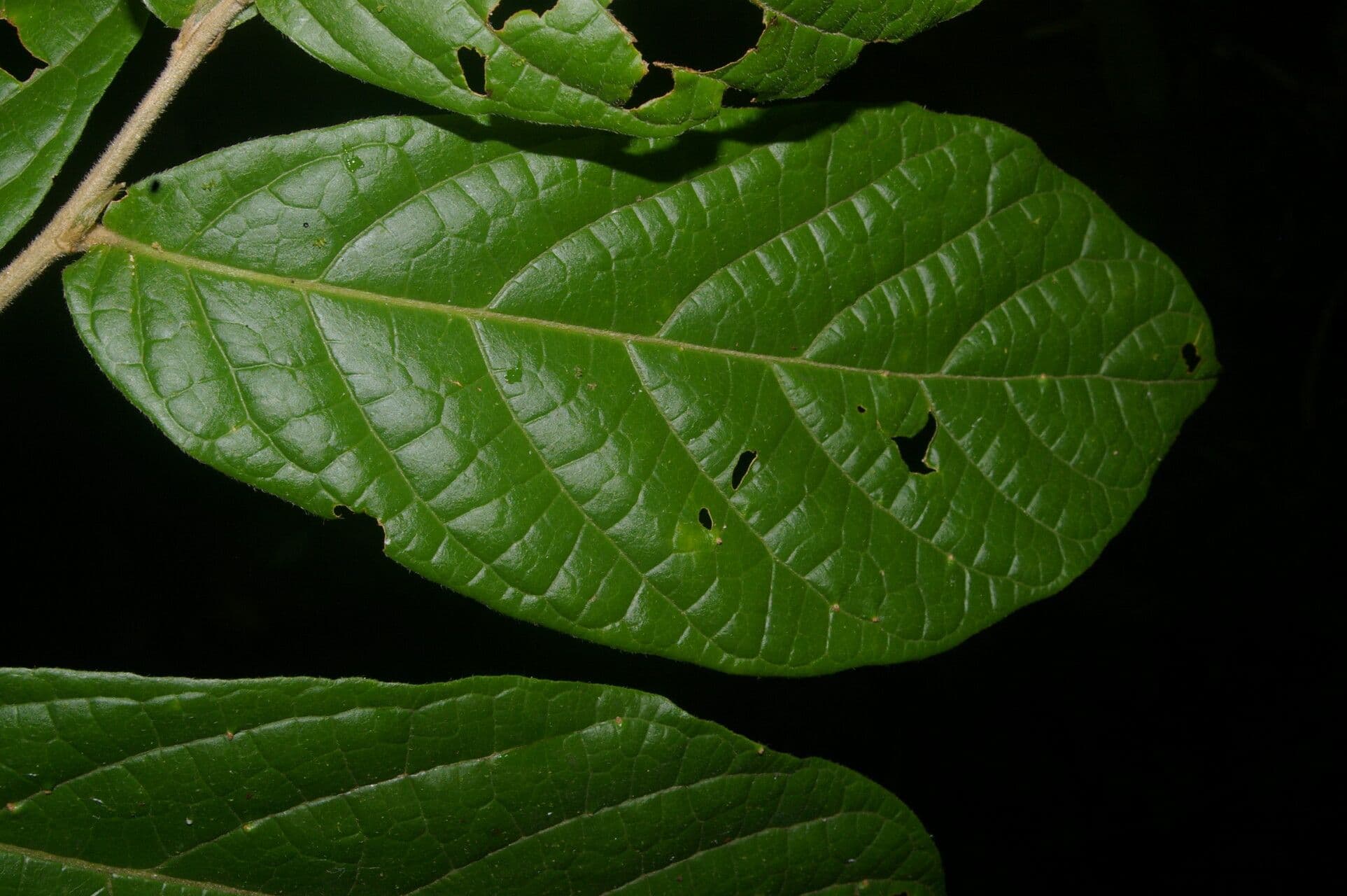 Dichapetalum donnell-smithii 4