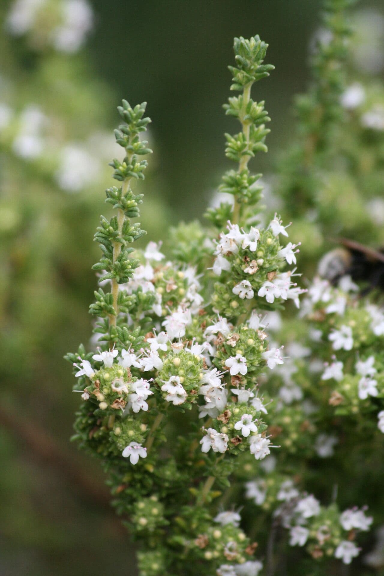 Thymus carnosus
