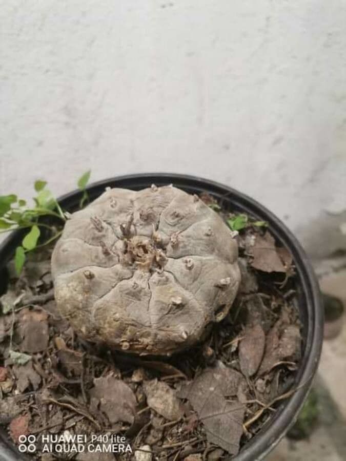 Peyote 14