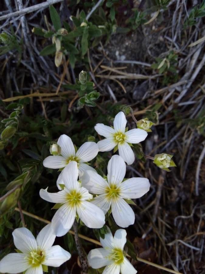 Arenaria grandiflora 2