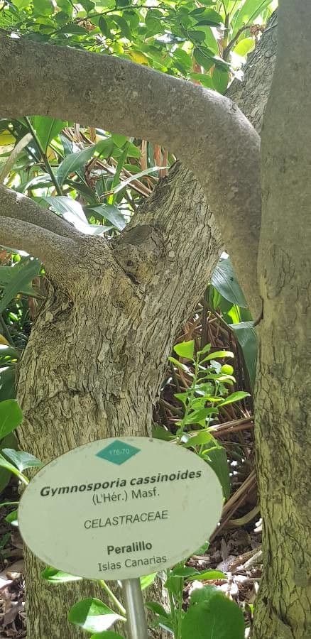 Gymnosporia 4