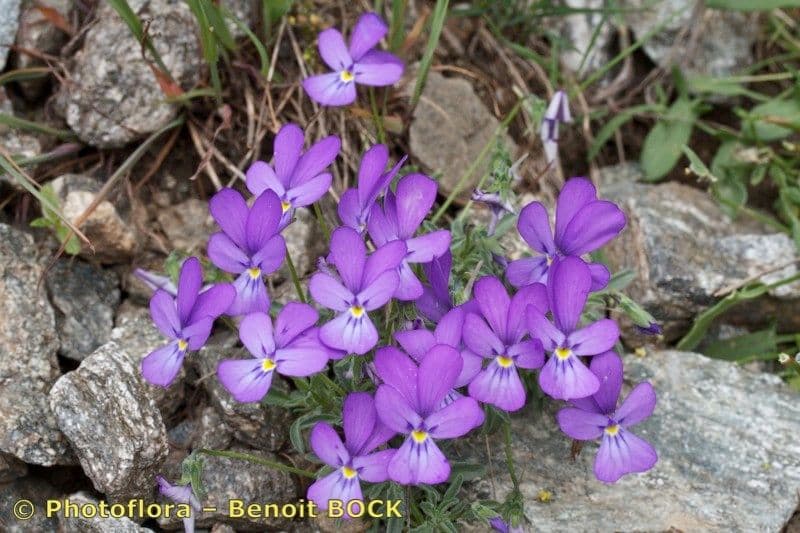 Viola 6