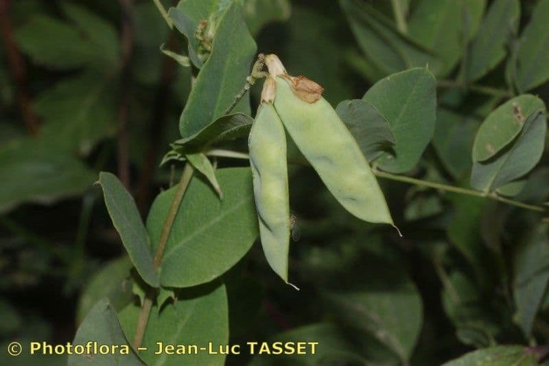 Vesce pisiforme 3