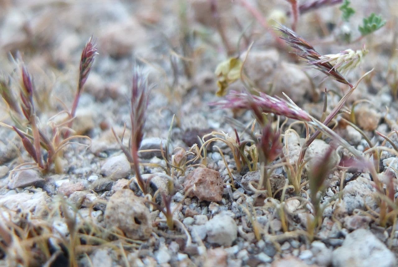 Chondrosum 7