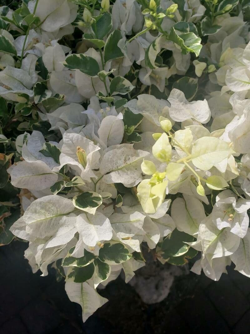 Bougainvillea 9