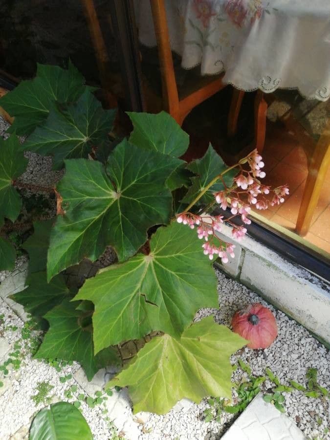 Begonie byllolistá 26