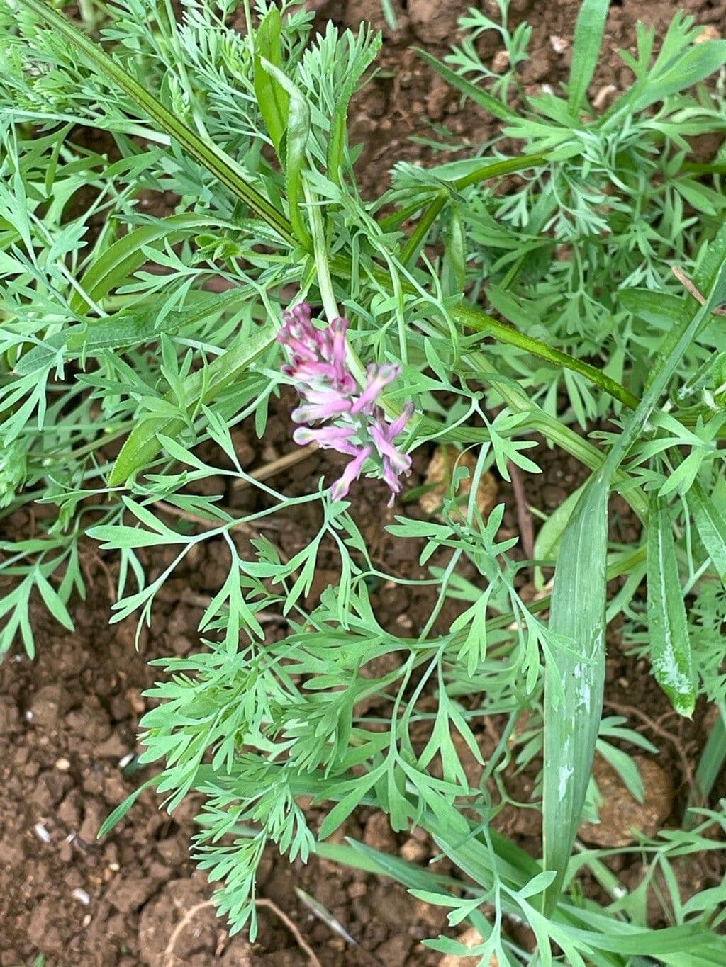 Fumaria di Schleicher 8
