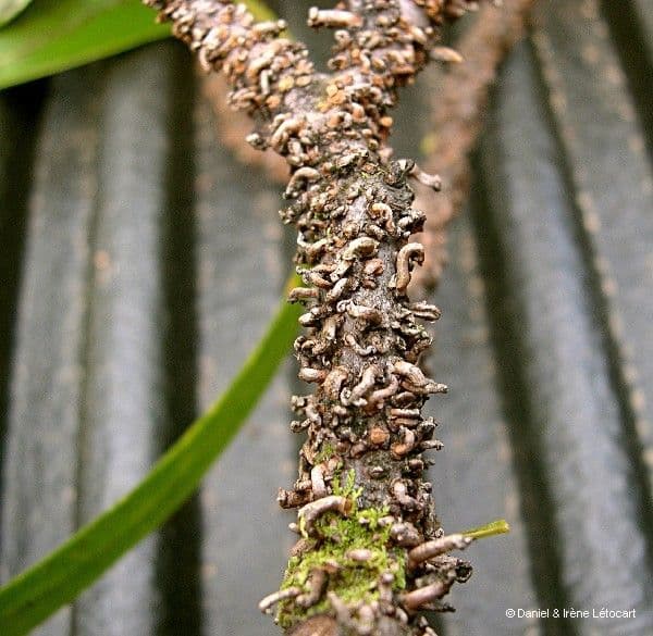Cryptocarya