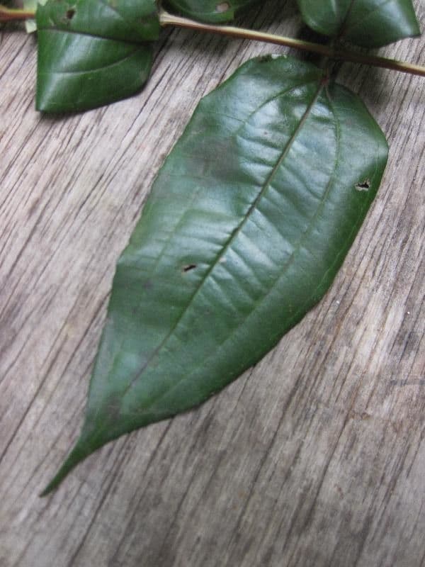 Miconia 4