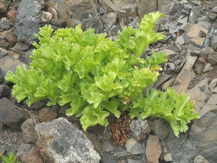 Astydamia 15