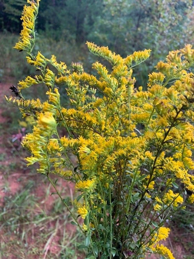Solidago odorosa