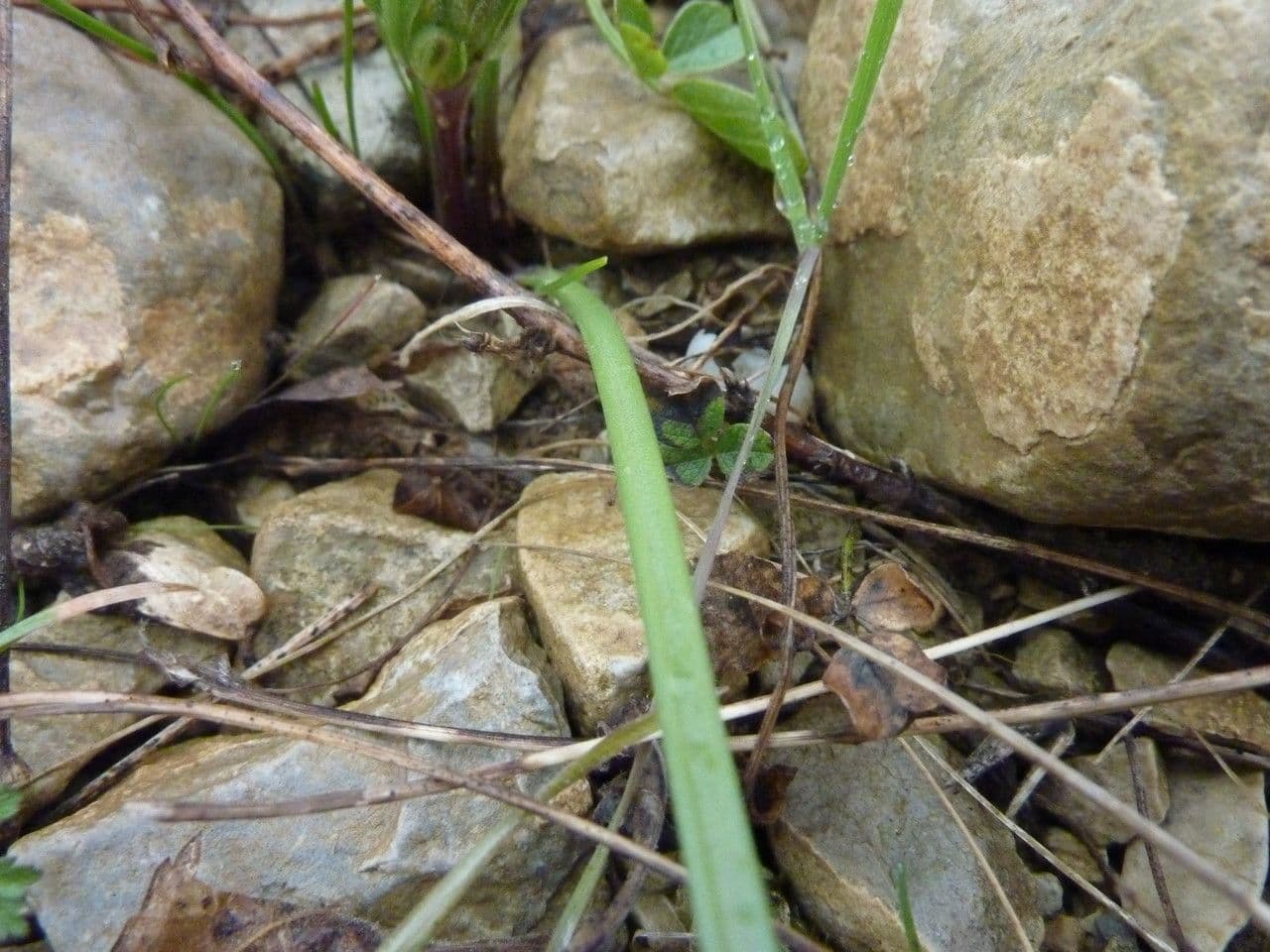 Acker-Gelbstern 13