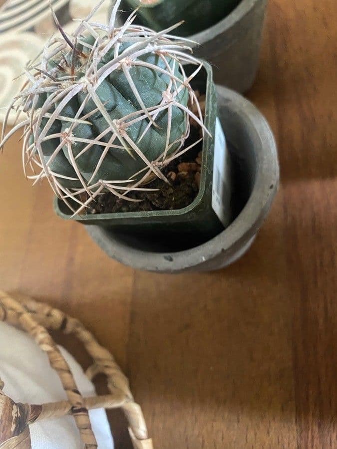 Gymnocalycium 6
