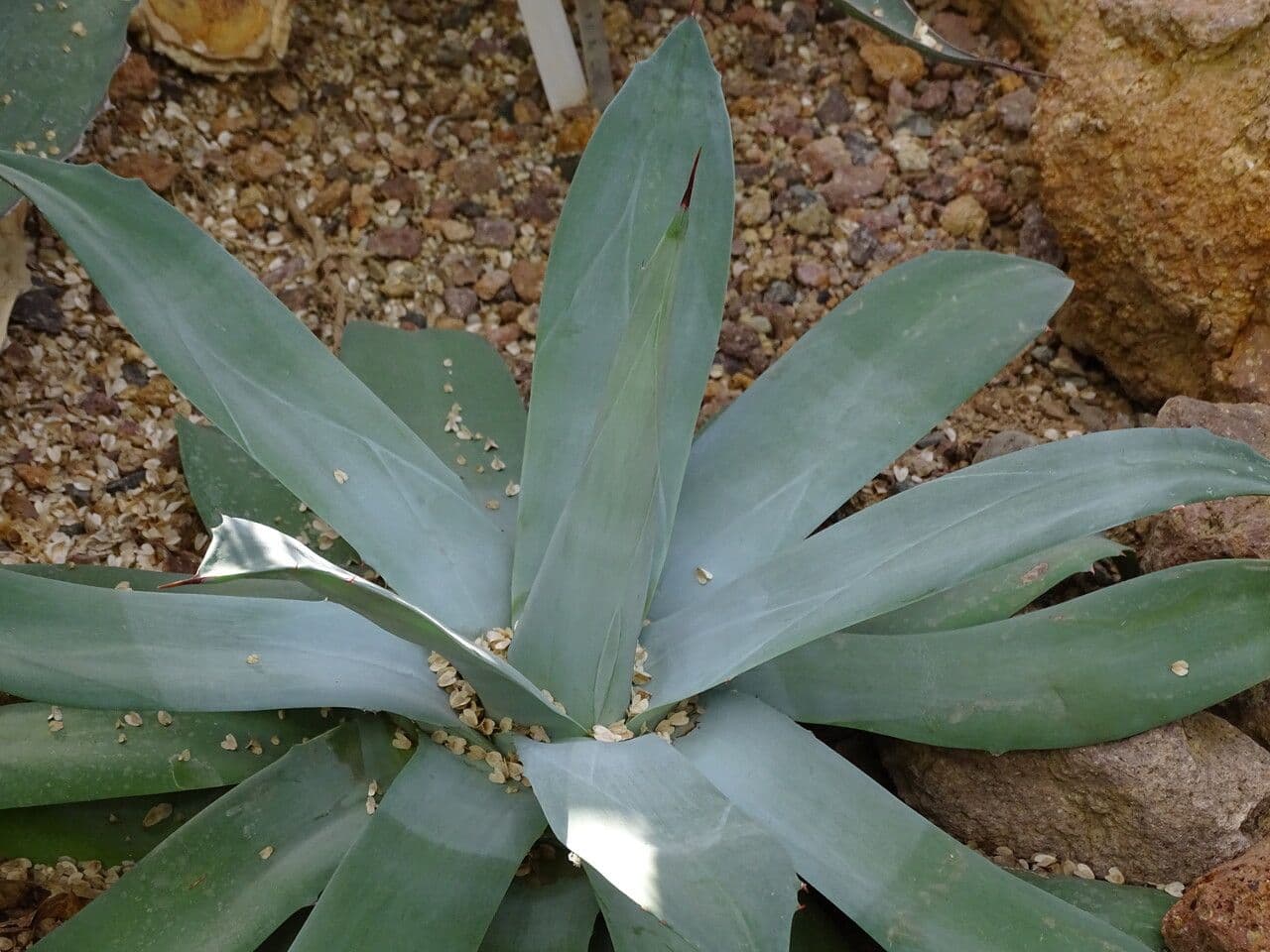 Agave
