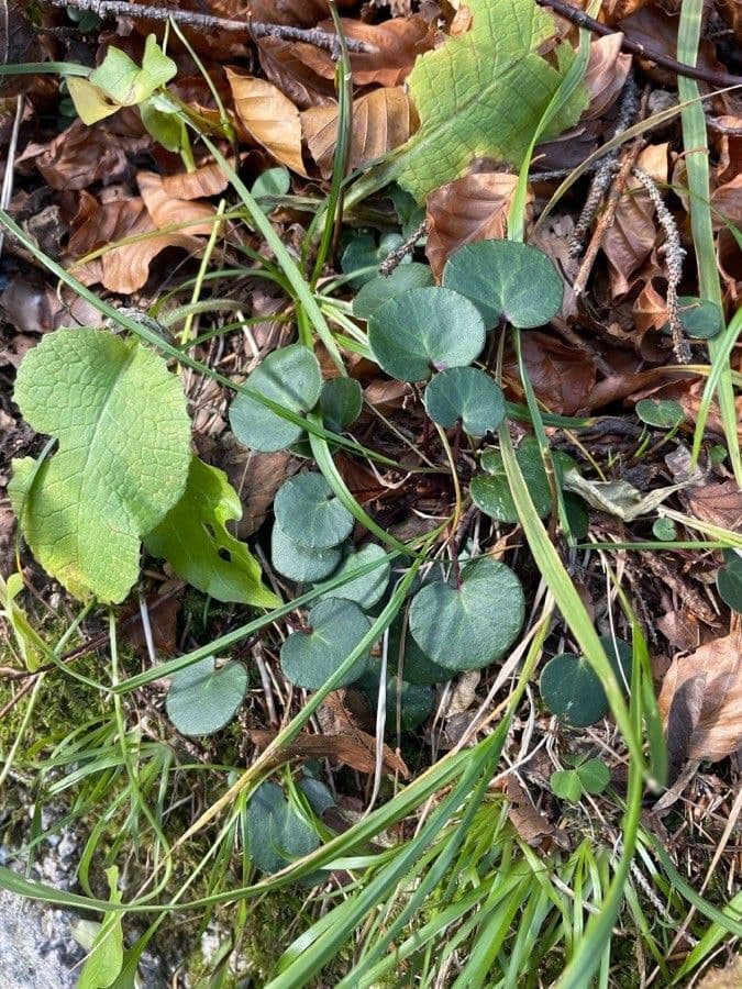 Soldanella comune 19