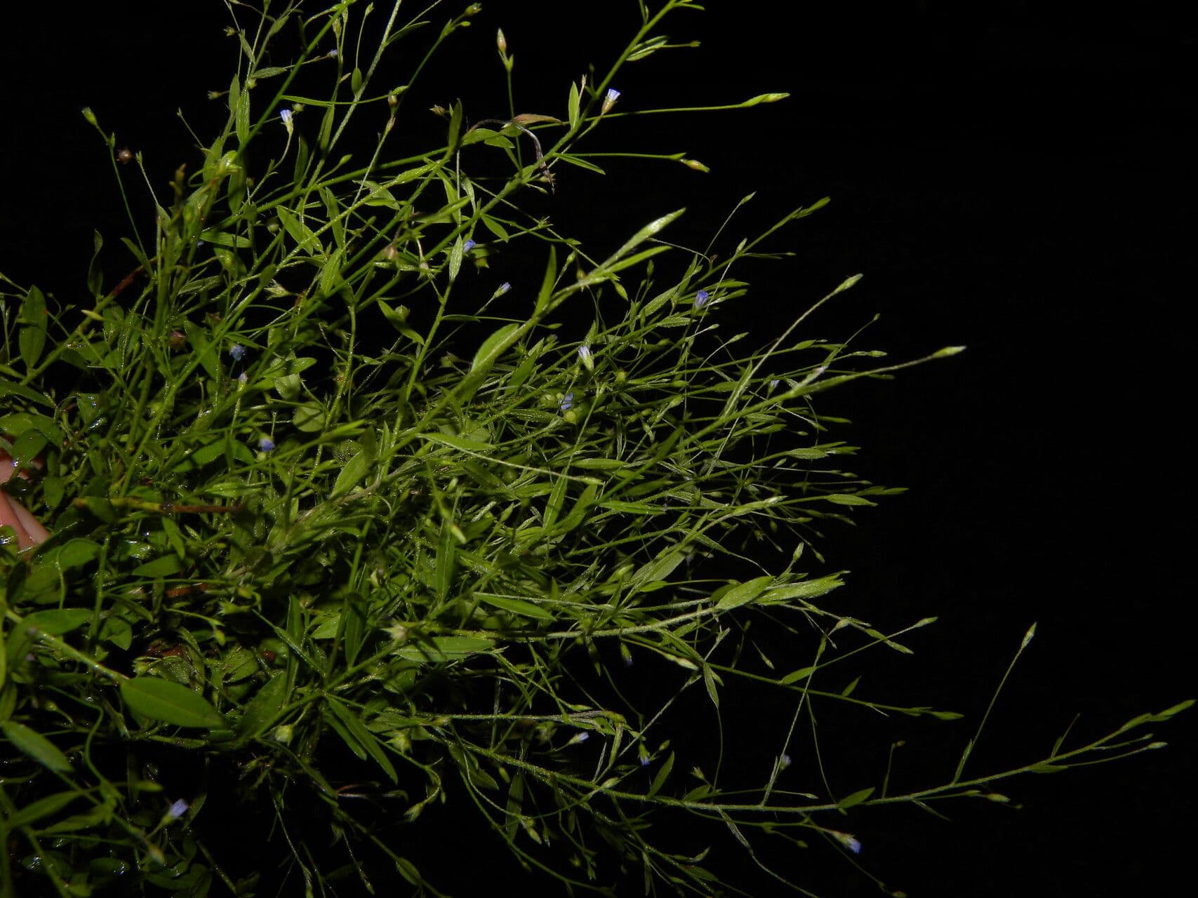 Evolvulo filiforme 4