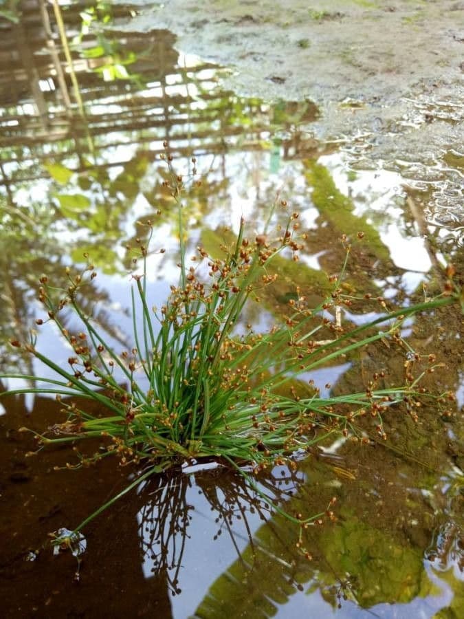 Spitzblütige Binse 20