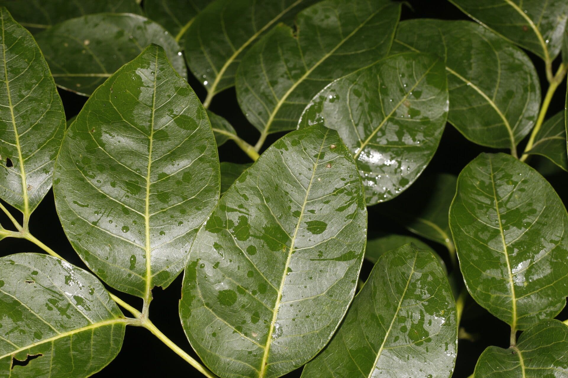 Quassia amara 9