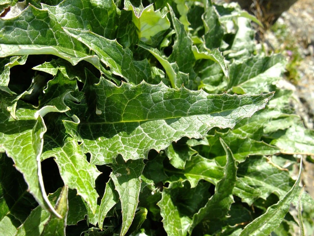 Saussurea discolor 19