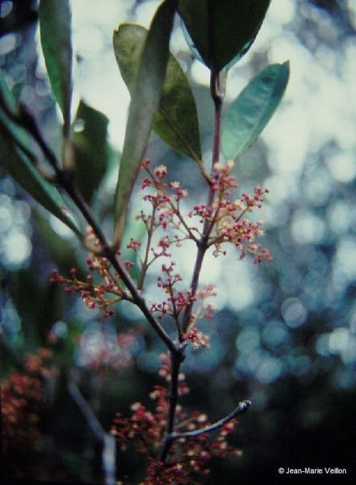 Austrobuxus 3