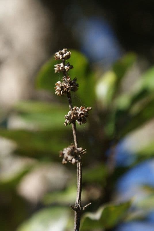 Nuxia verticillata 4