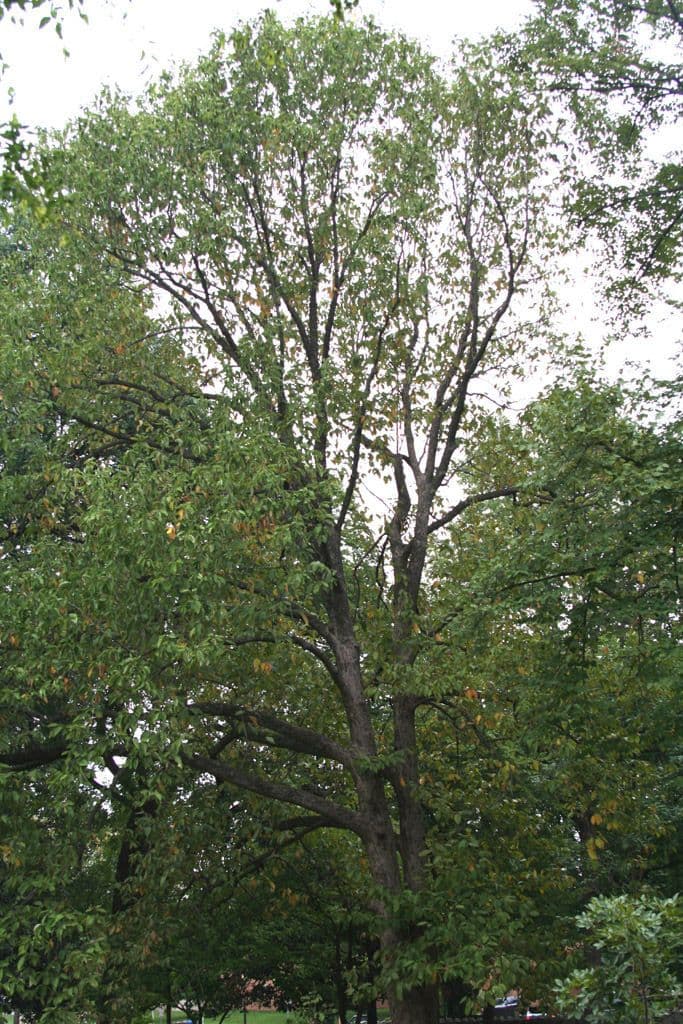 Magnolia acuminata 11