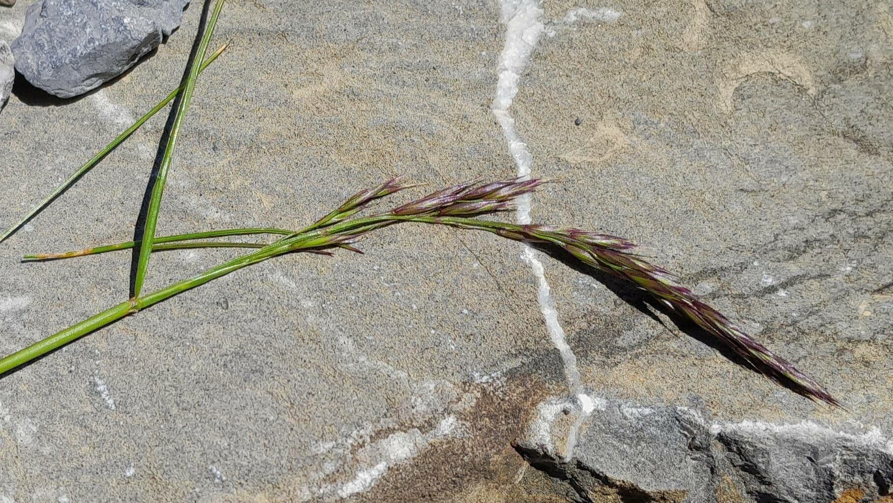 Festuca rossa 8